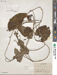 Ipomoea squamosa image