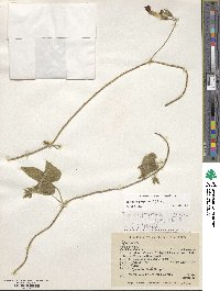 Ipomoea purpurea image