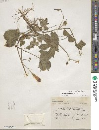 Ipomoea purpurea image