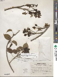 Ipomoea pauciflora image