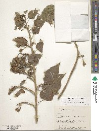 Ipomoea pauciflora image