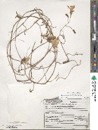 Ipomoea imperati image