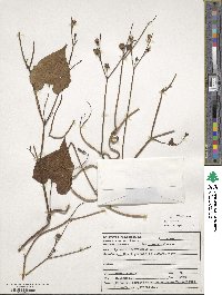 Ipomoea hederifolia image