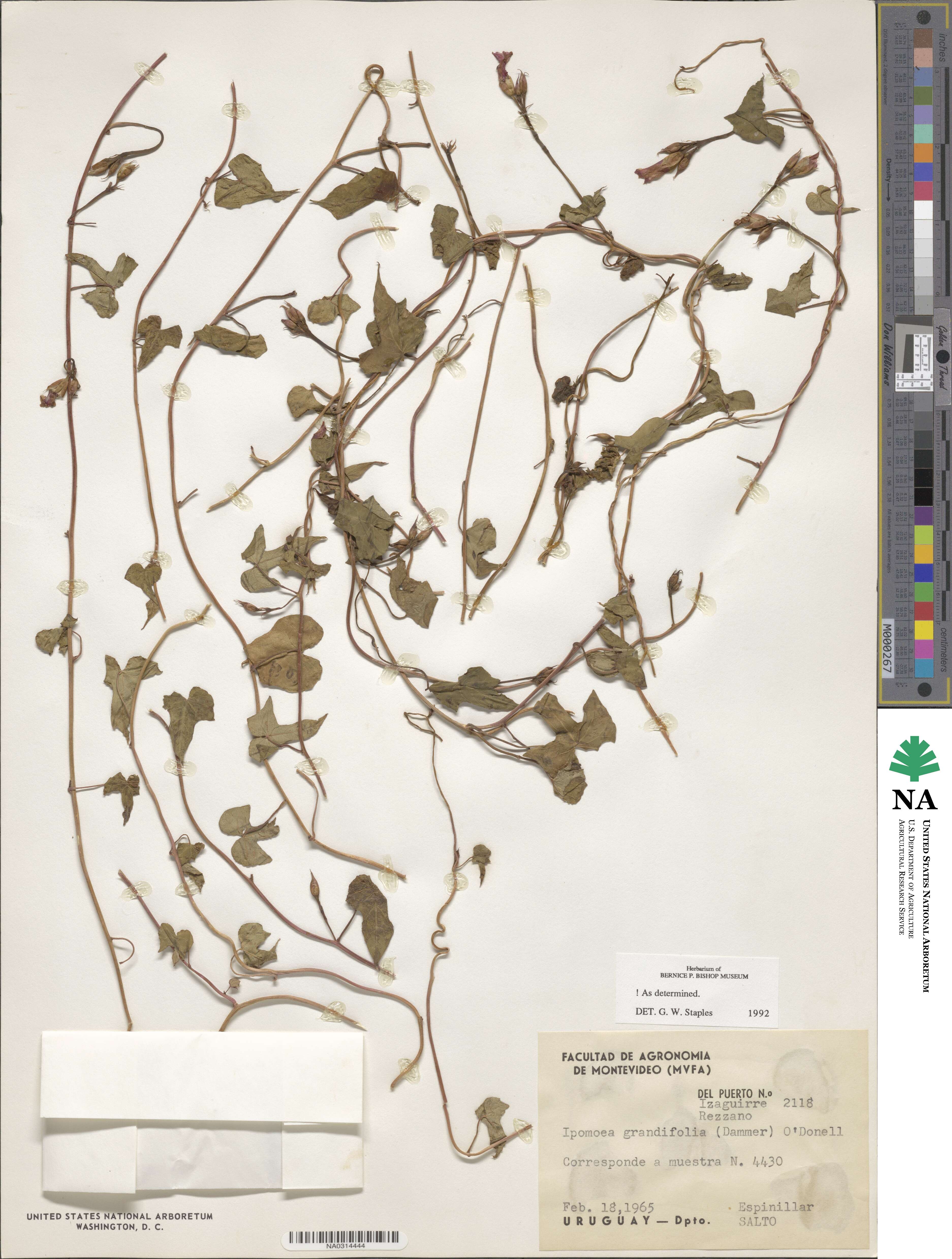 Ipomoea grandifolia image