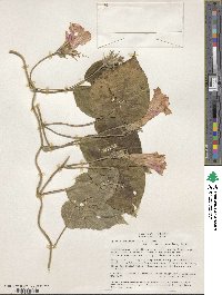 Ipomoea indica image