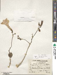 Ipomoea carnea subsp. fistulosa image