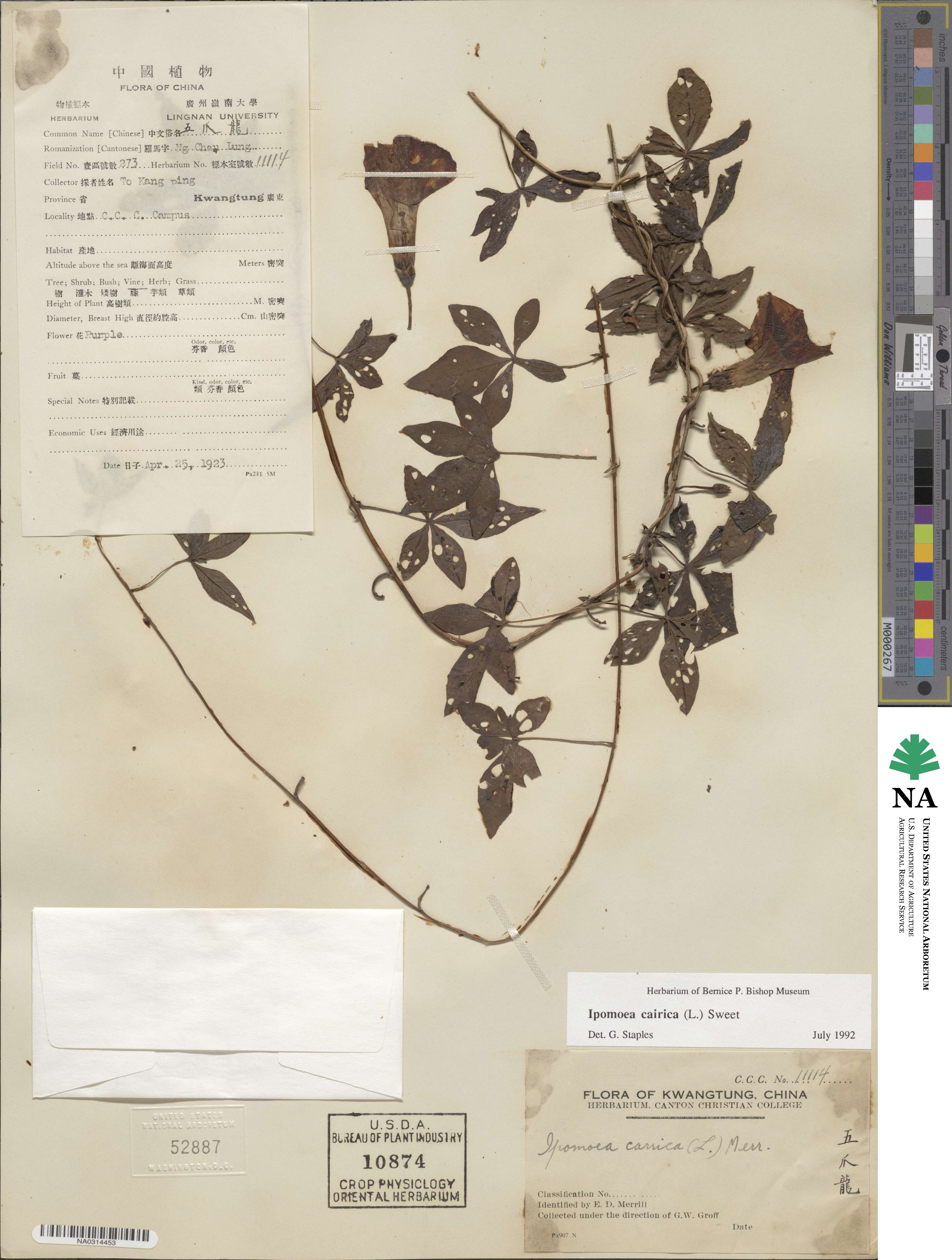 Ipomoea cairica image