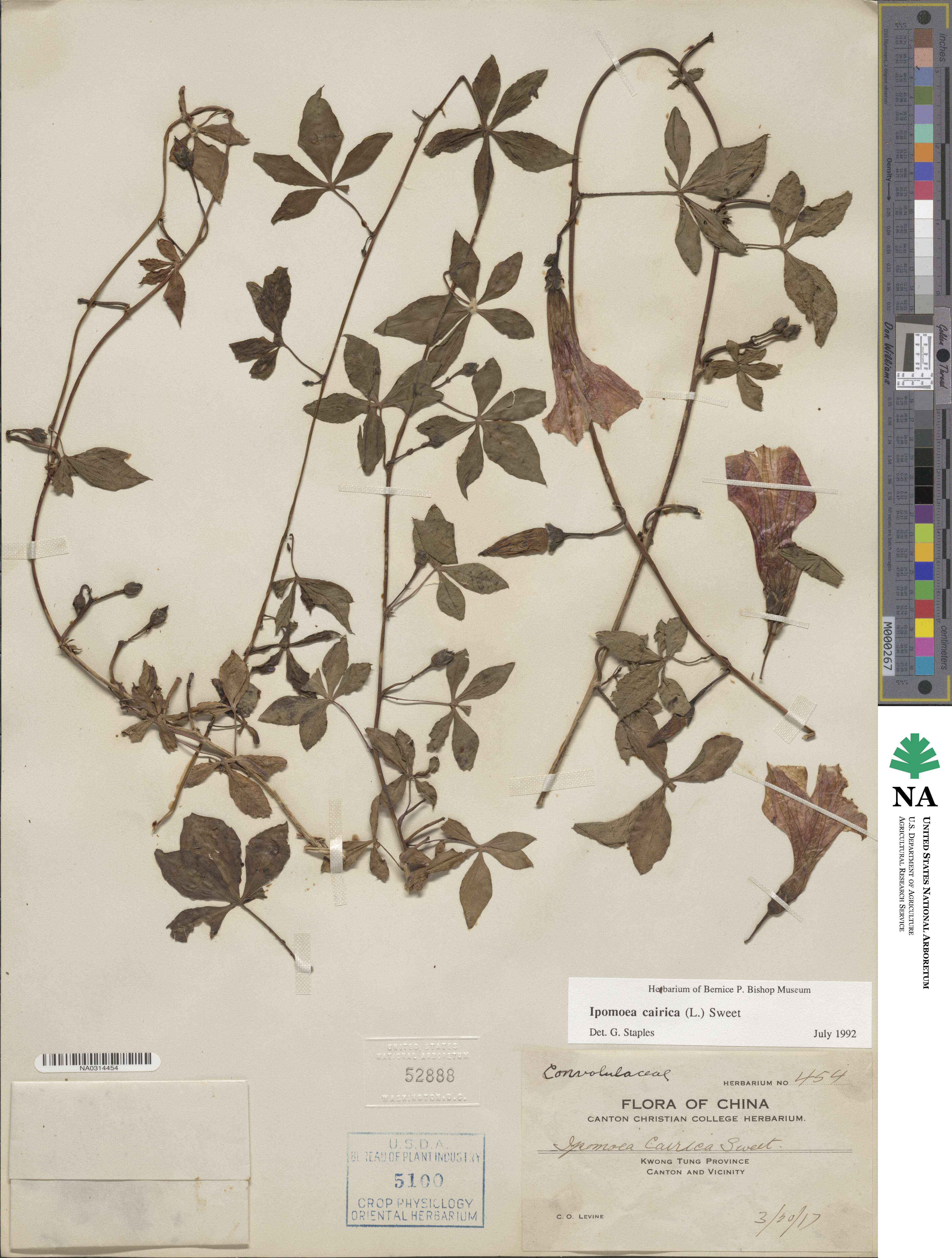 Ipomoea cairica image