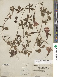 Ipomoea cairica image