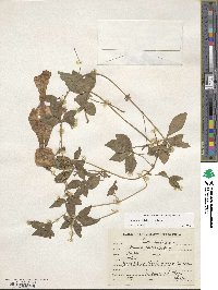 Ipomoea cairica image