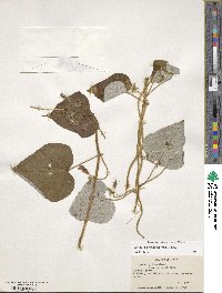 Image of Ipomoea arachnosperma