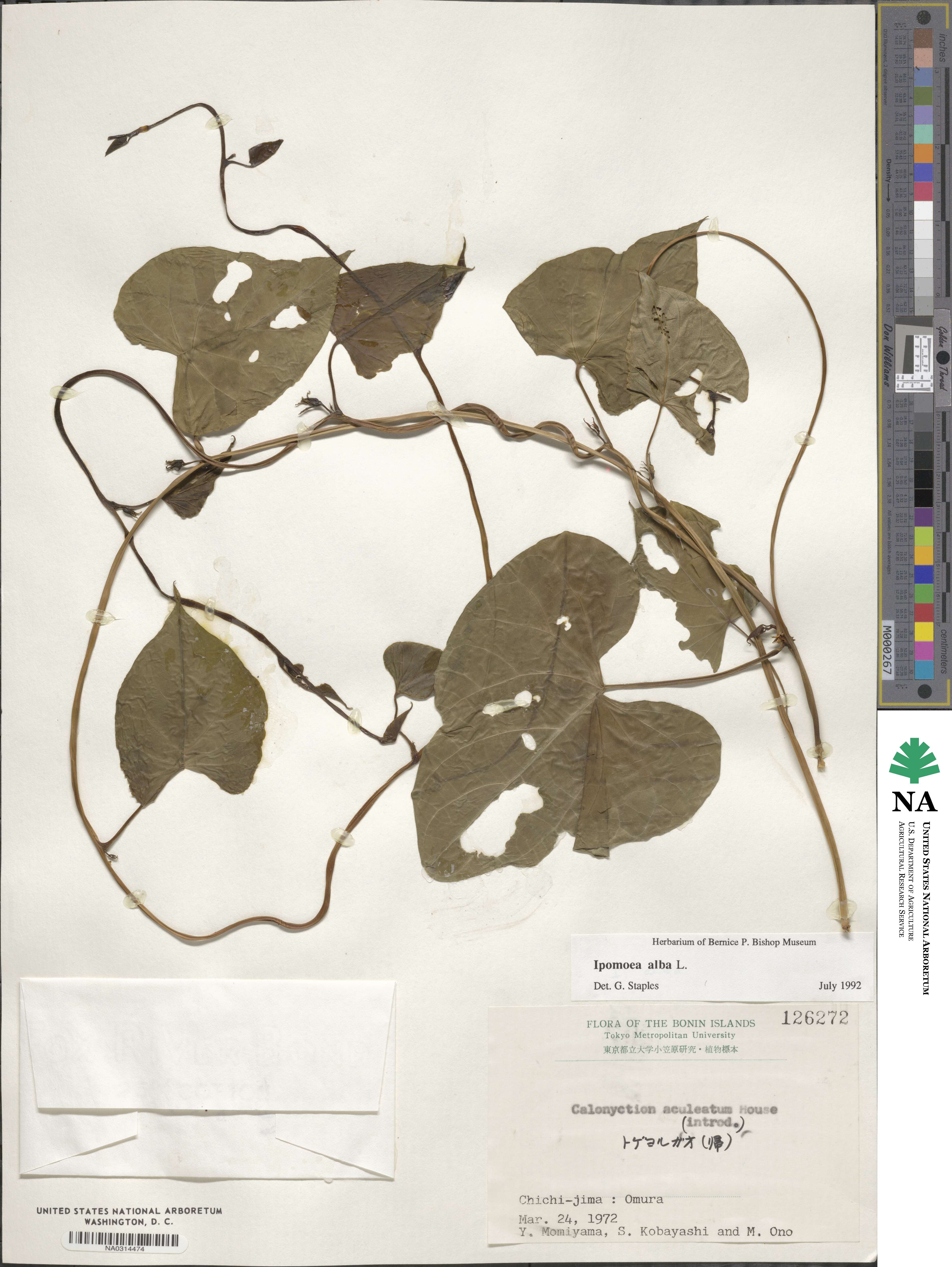 Ipomoea alba image