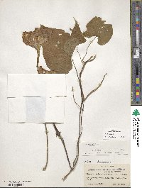 Ipomoea alba image