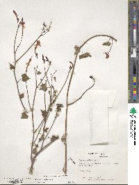 Ipomoea hederifolia image