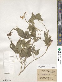 Ipomoea hederacea image