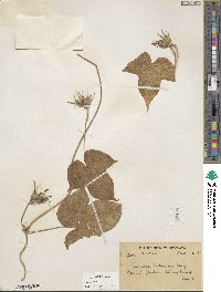 Ipomoea hederacea image