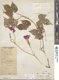 Ipomoea hederacea image