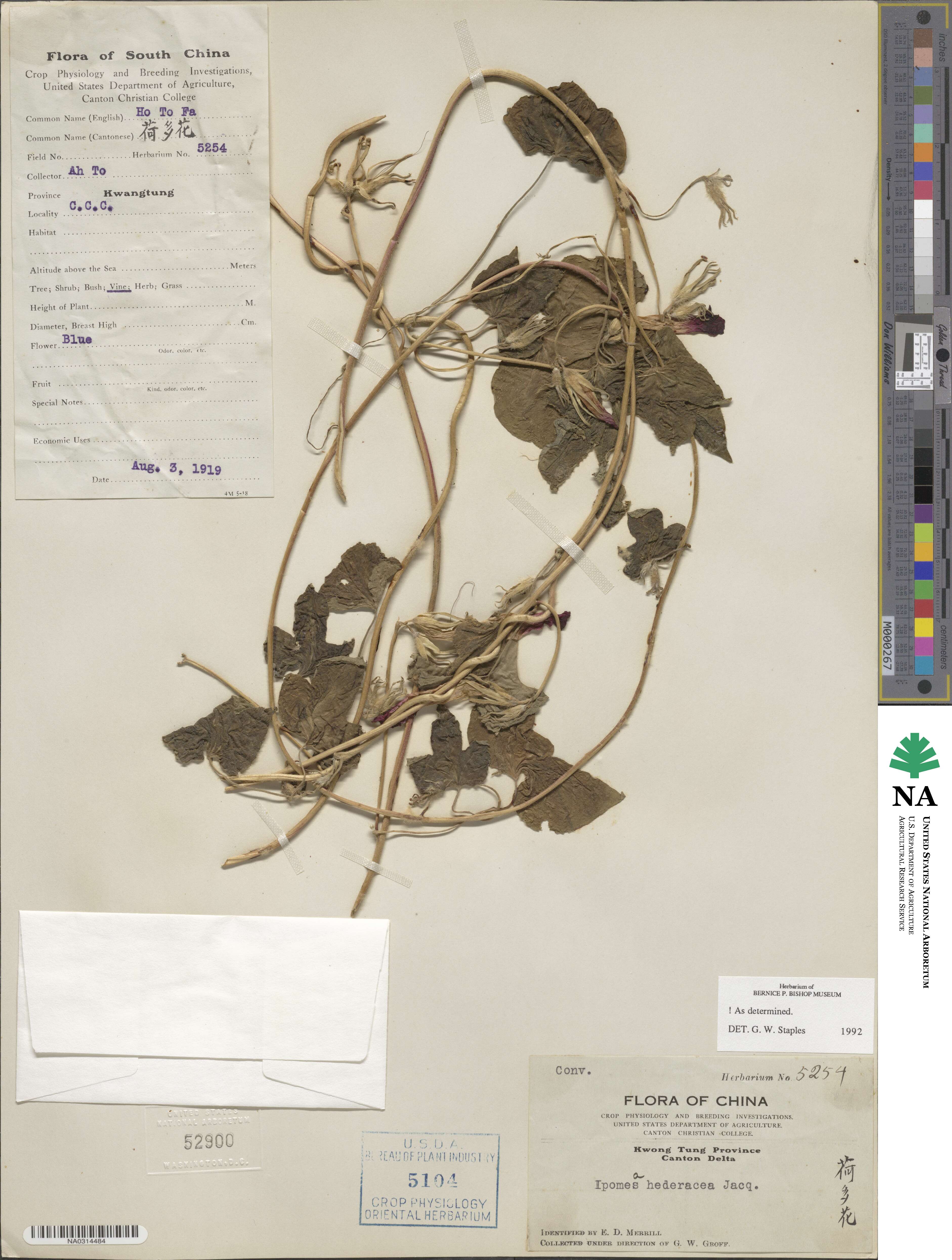 Ipomoea hederacea image