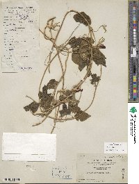 Ipomoea hederacea image