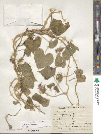 Ipomoea hederacea image