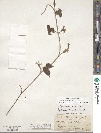 Ipomoea hederacea image