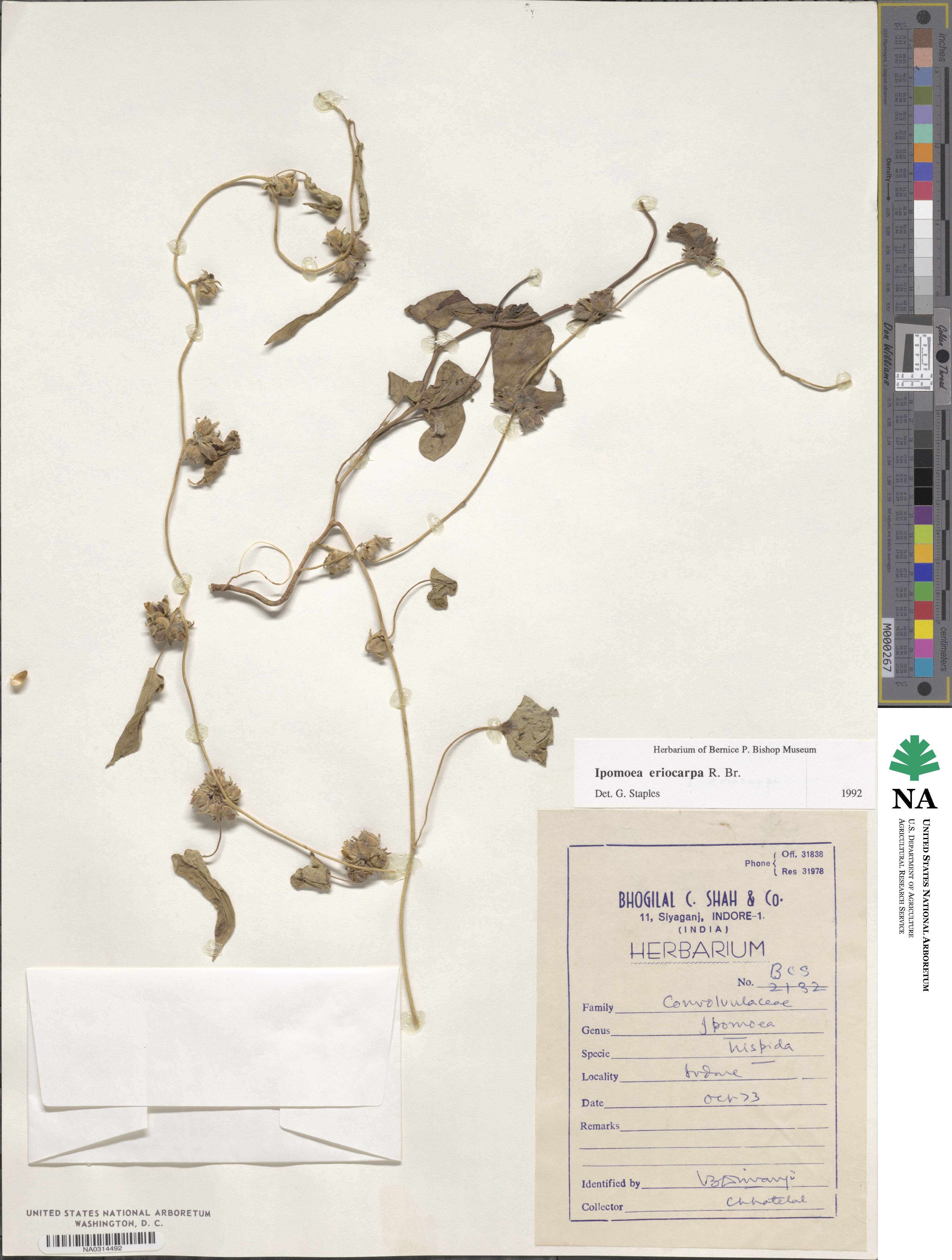 Ipomoea eriocarpa image