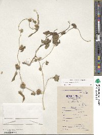 Ipomoea eriocarpa image