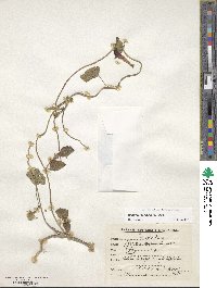 Ipomoea purpurea image