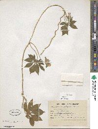 Ipomoea pes-tigridis image