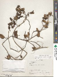 Ipomoea pes-caprae image