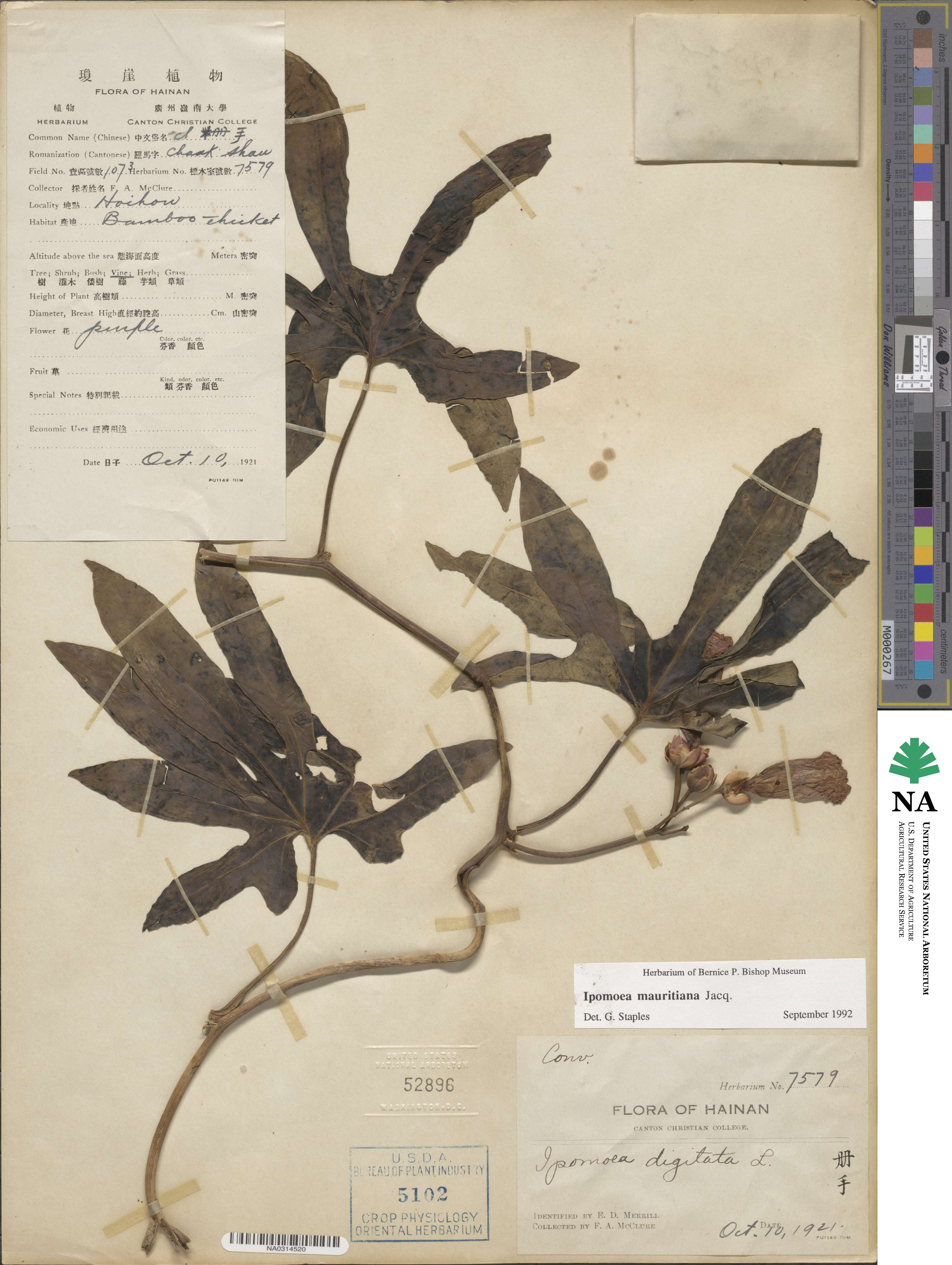 Ipomoea mauritiana image