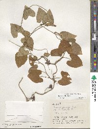 Ipomoea littoralis image