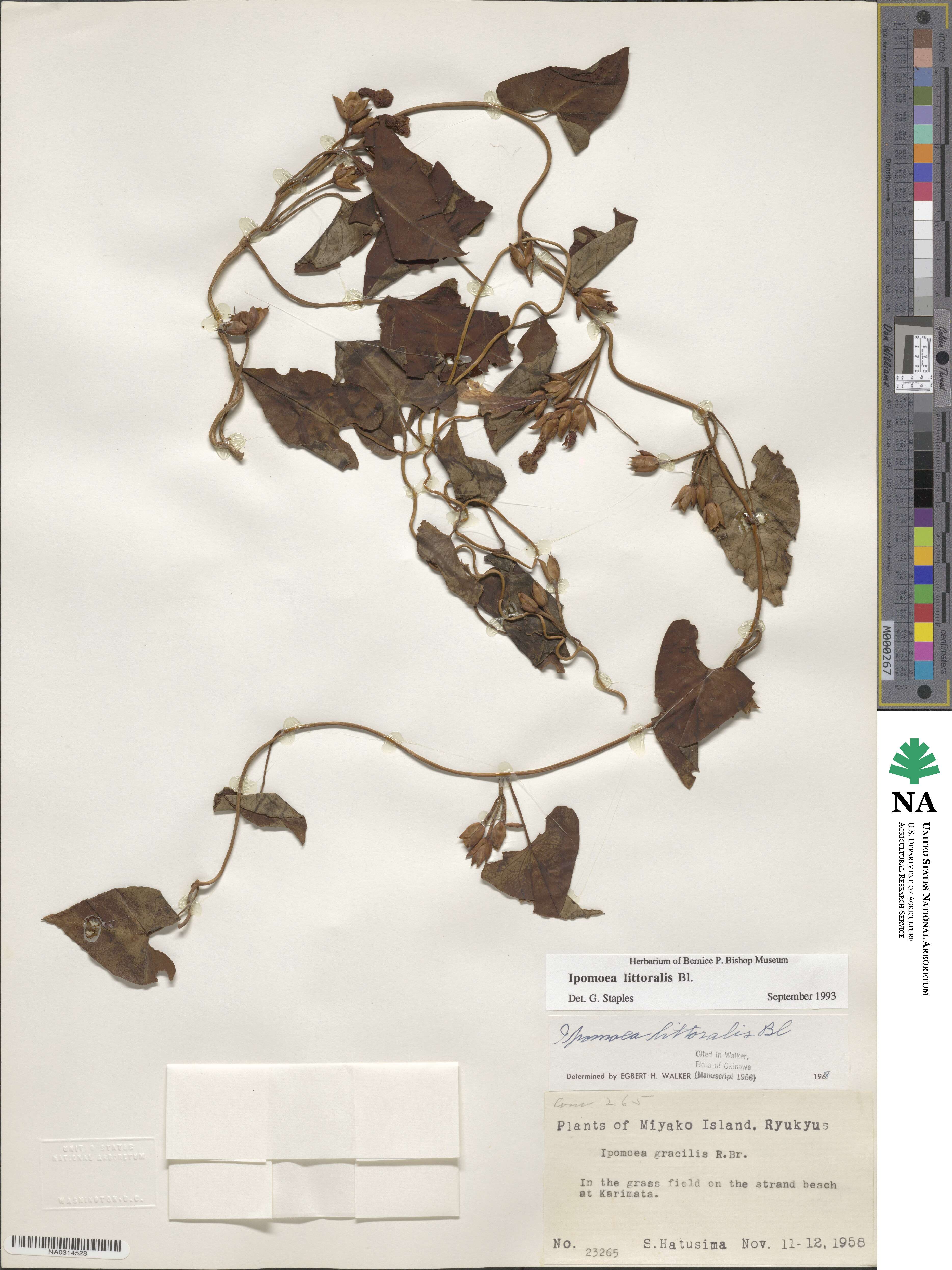 Ipomoea littoralis image