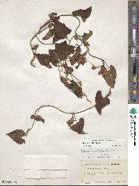 Ipomoea littoralis image