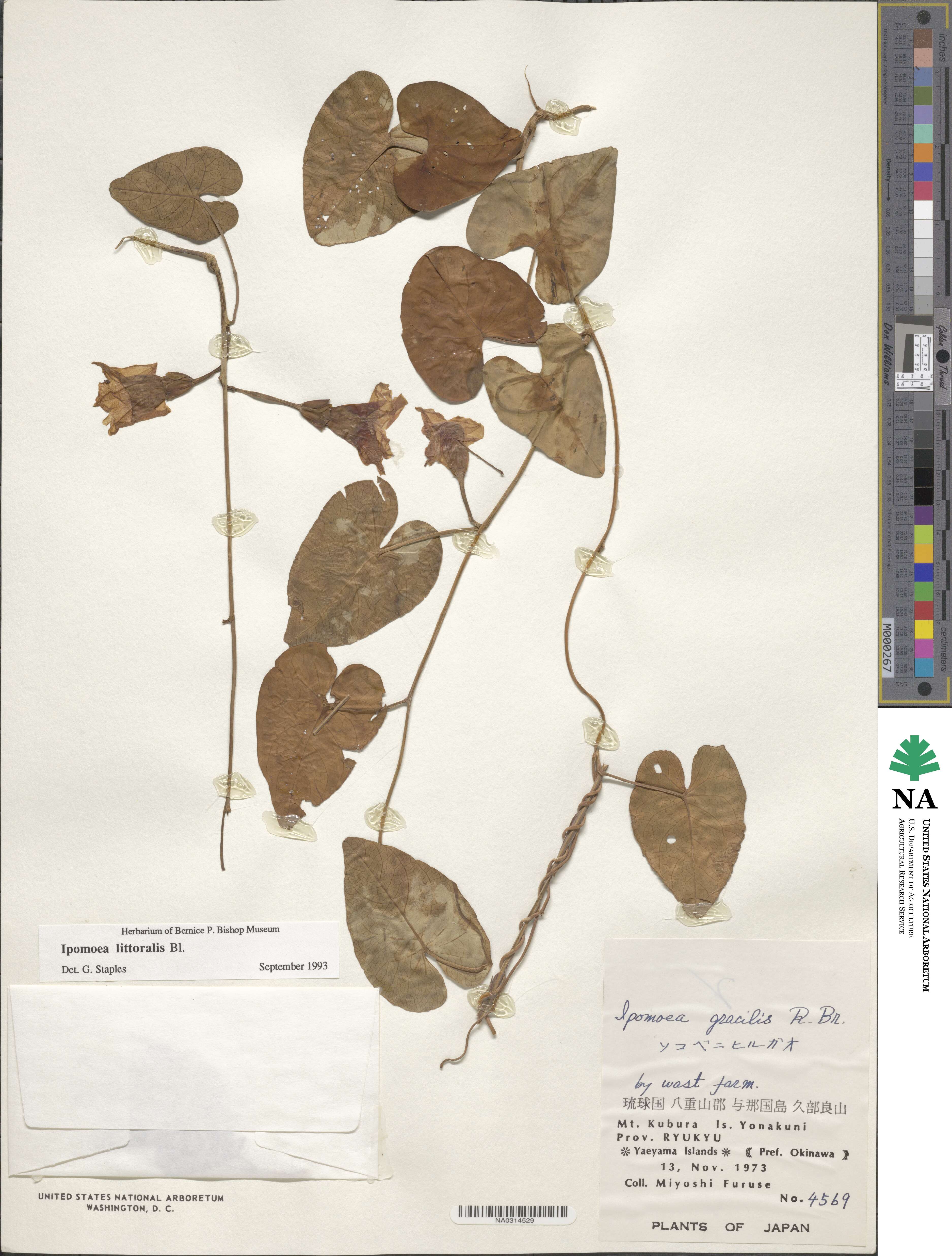 Ipomoea littoralis image