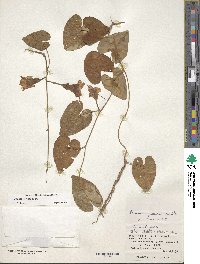 Ipomoea littoralis image