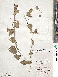 Ipomoea littoralis image