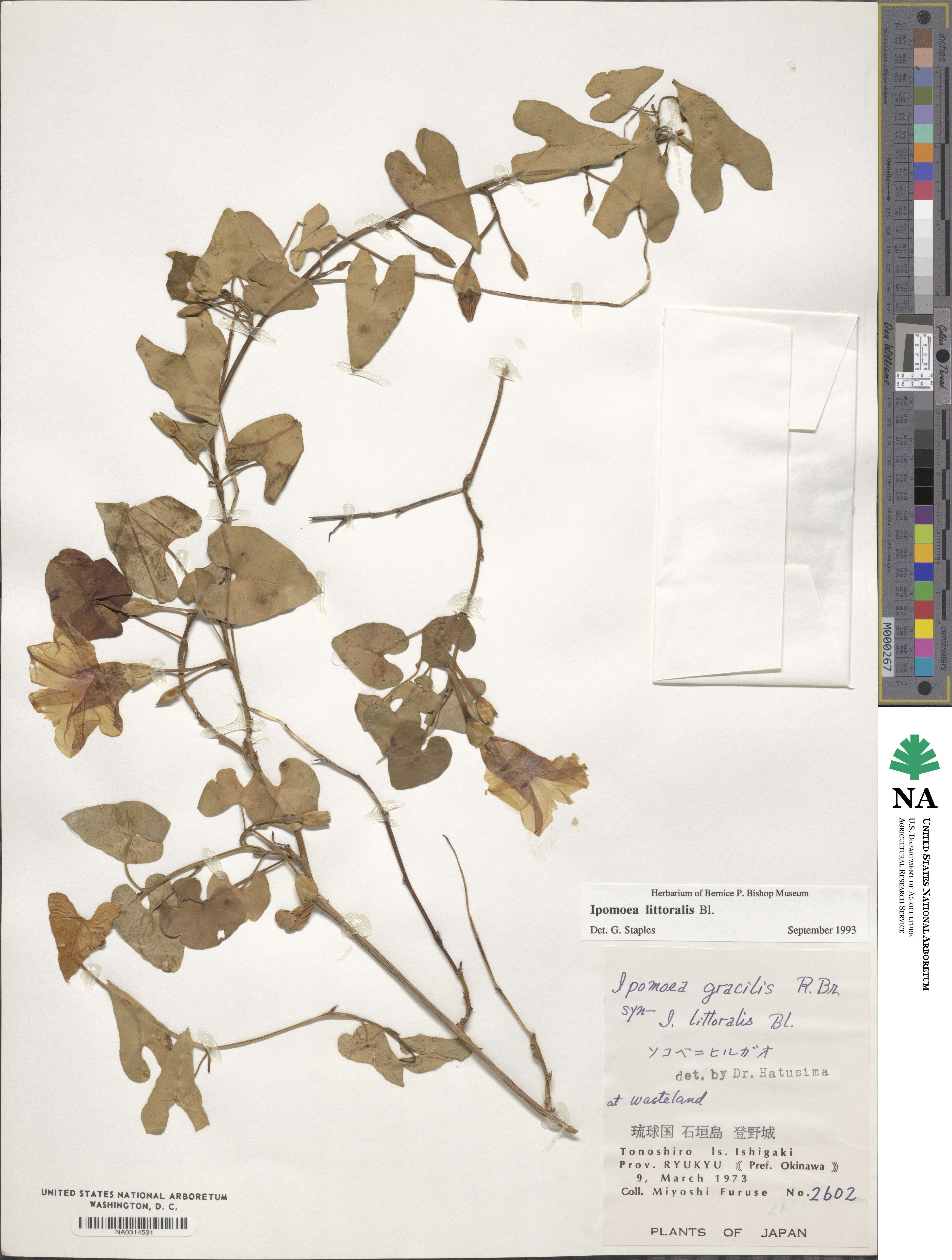Ipomoea littoralis image