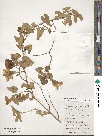 Ipomoea littoralis image