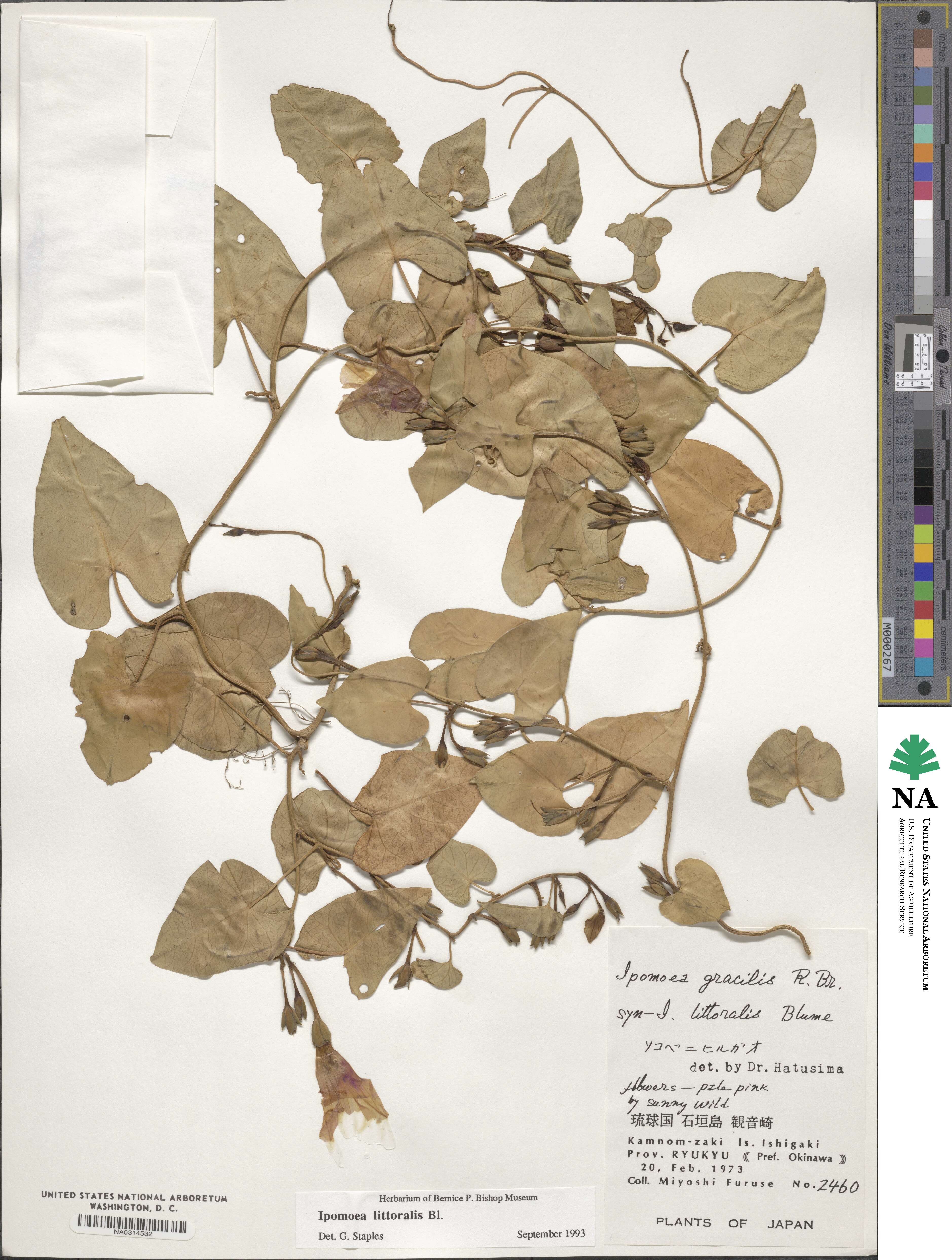 Ipomoea littoralis image