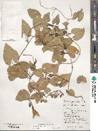 Ipomoea littoralis image