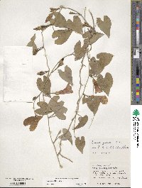 Ipomoea littoralis image