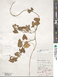 Ipomoea littoralis image