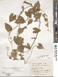 Ipomoea littoralis image