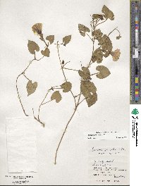 Ipomoea littoralis image