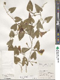 Ipomoea littoralis image