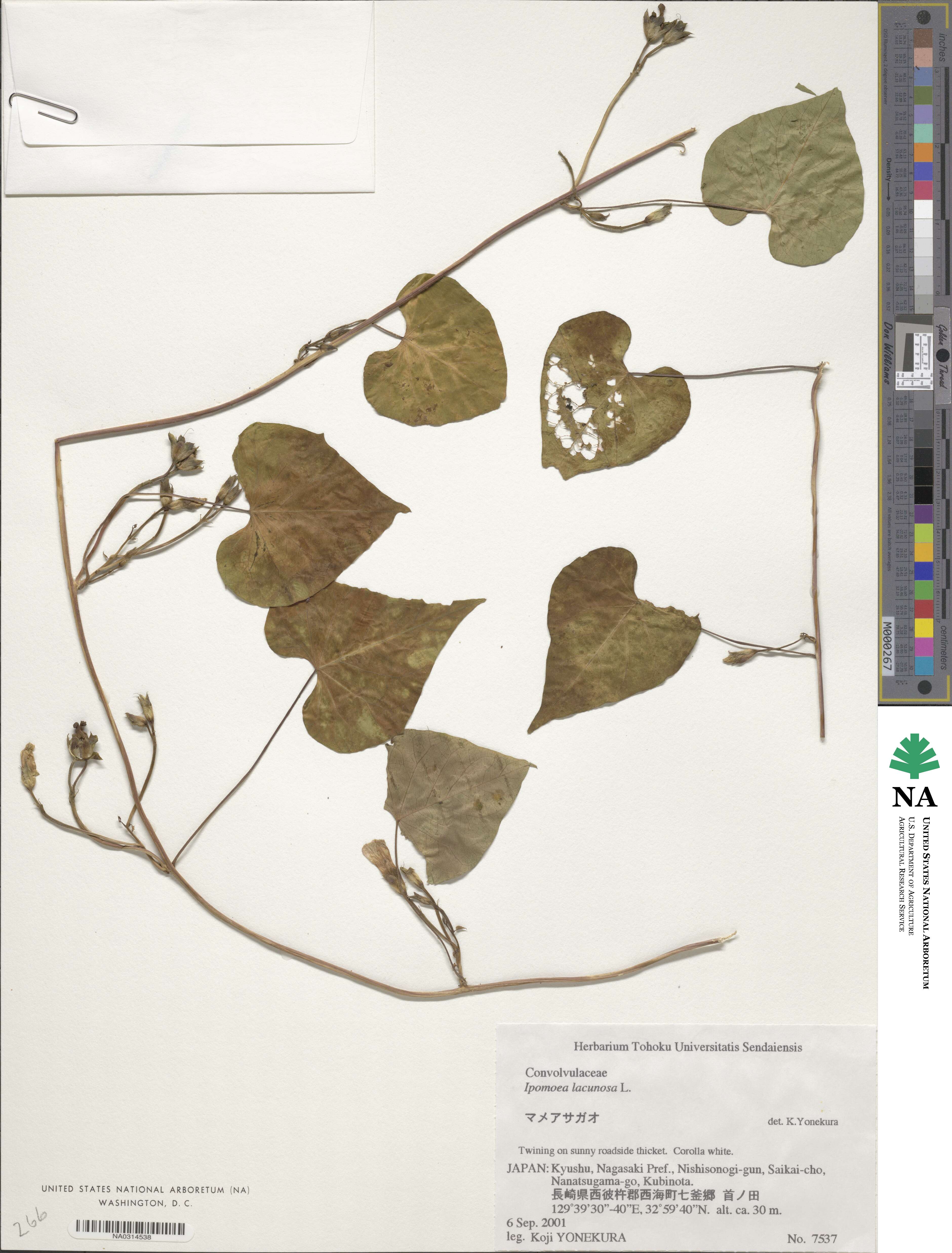 Ipomoea lacunosa image