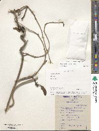 Ipomoea intrapilosa image