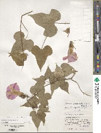 Ipomoea indica image