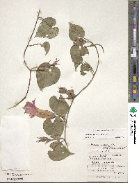 Ipomoea indica image